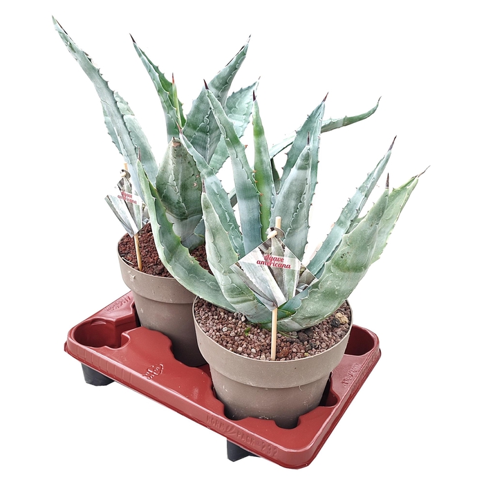 Agave Verde Americana