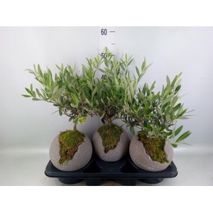 Arr. Tuinplanten H%