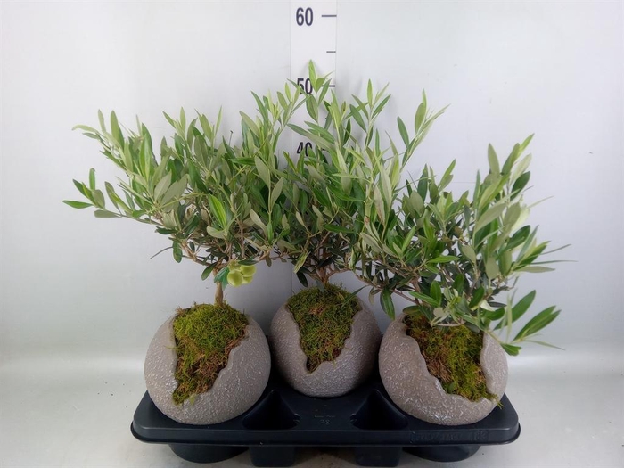 <h4>Arr. Tuinplanten H%</h4>