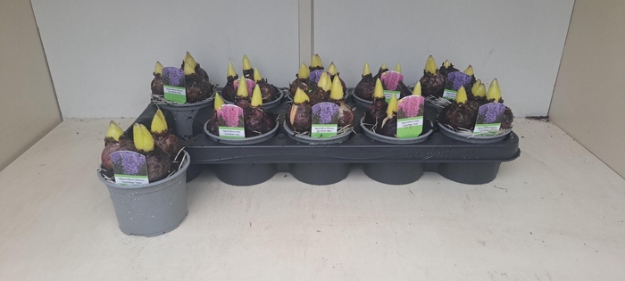 <h4>HYACIN GEM 2 KL</h4>