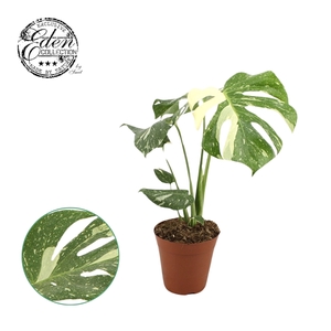 Monstera Thai constellation 15cm