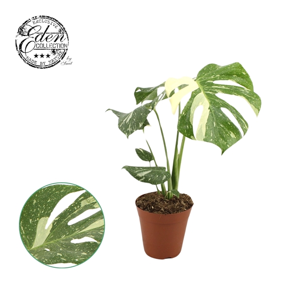 <h4>Monstera Thai constellation 15cm</h4>