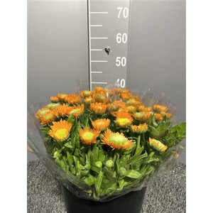 Calendula Orange
