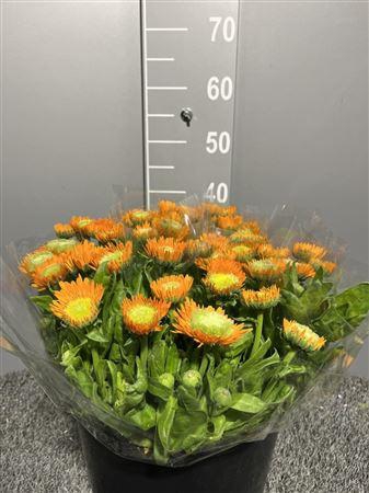 <h4>Calendula Orange</h4>