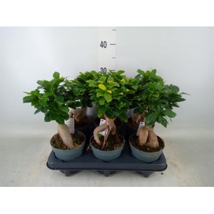 Ficus microcarpa 'Ginseng'