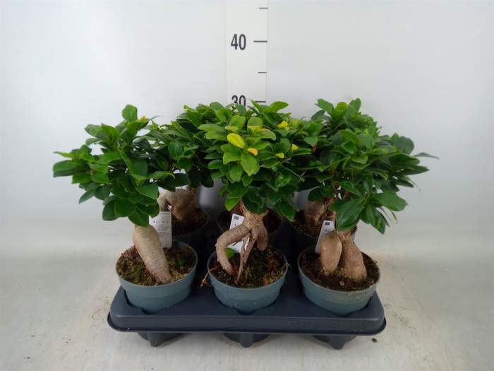 <h4>Ficus microcarpa 'Ginseng'</h4>