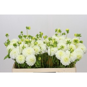 Dahlia White Aster