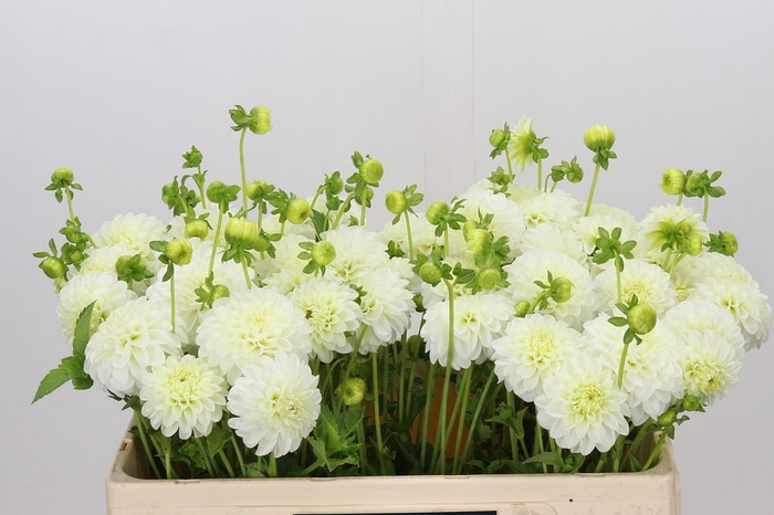 <h4>Dahlia White Aster</h4>