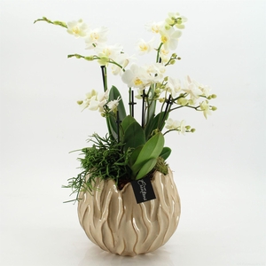 Arr.  Phalaenopsis  H%