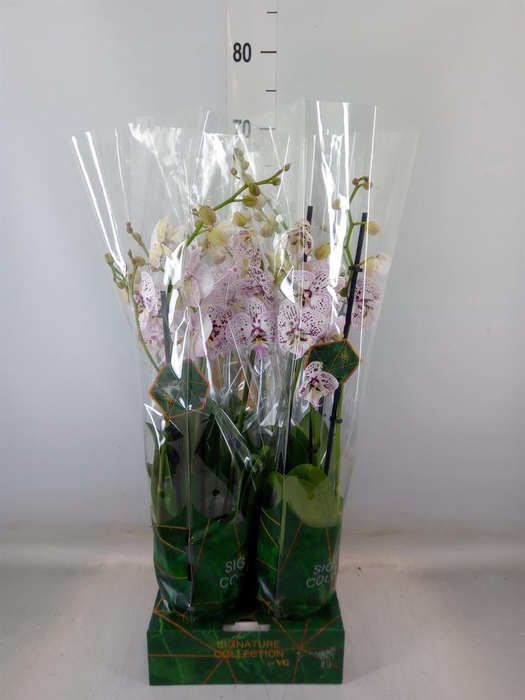 <h4>Phalaenopsis   ...</h4>