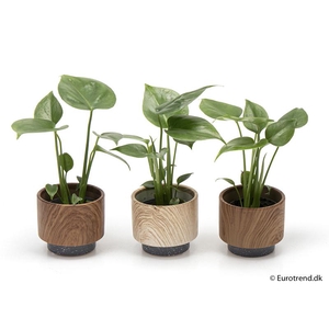 MONSTERA ADANSONII P6 E 2093