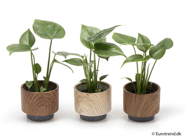 <h4>MONSTERA ADANSONII P6 E 2093</h4>