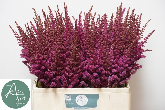 <h4>ASTIL MAGGIE DALEY</h4>