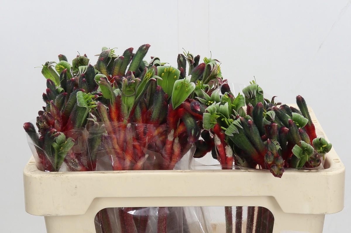 <h4>Anigozanthos Royal Cheer</h4>