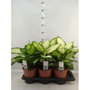 Dieffenbachia  'Camilla'