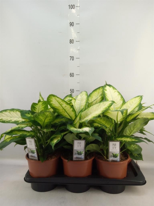 <h4>Dieffenbachia 'Camilla'</h4>