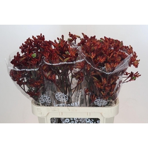 Anigozanthos Early Spring