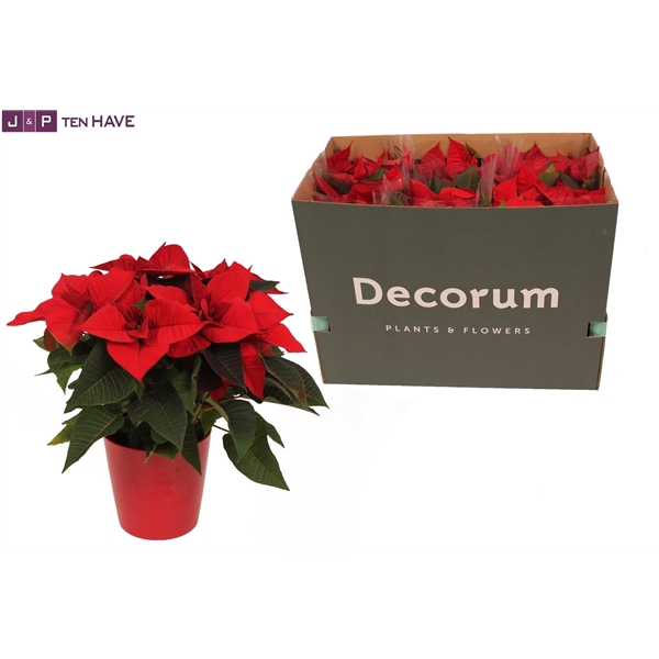 <h4>Poinsettia X-mas Eve Rood Keramiek in Doos 6 +</h4>