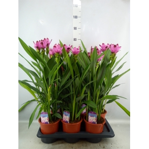 Curcuma alism. 'Siam Splash'