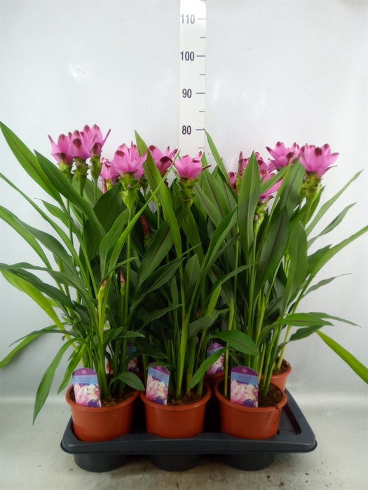 Curcuma alism. 'Siam Splash'