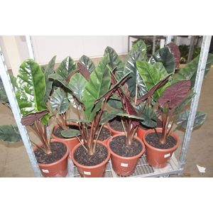 ALOCASIA RED SUMMIT P30