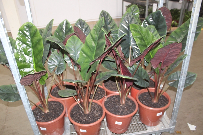 ALOCASIA RED SUMMIT P30