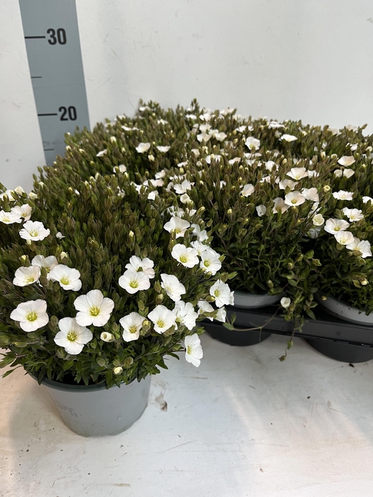 <h4>AREN MONTANA</h4>