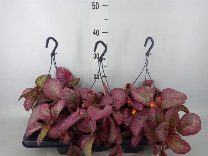 <h4>Episcia   ...</h4>