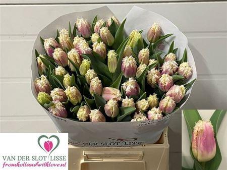 <h4>Tu Fr Hawaii</h4>