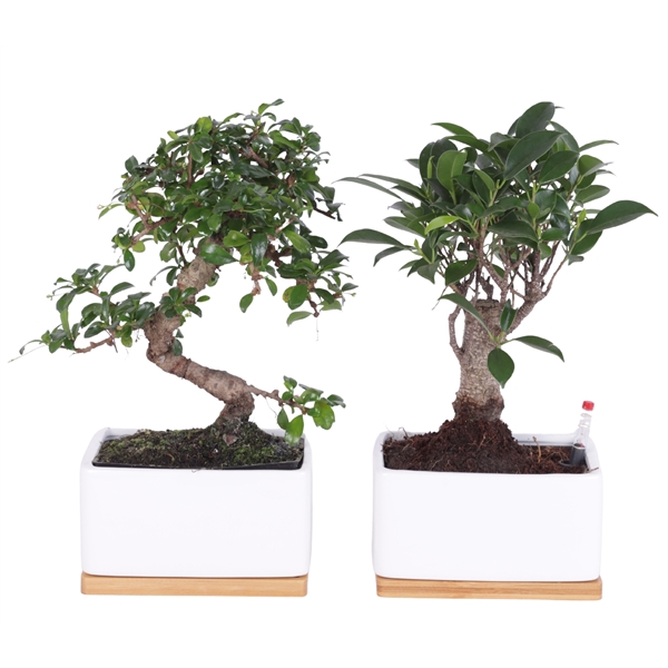 <h4>Bonsai Mixed in Easy Care White with Wood Plate Ø17cm</h4>