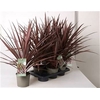 Cord Aus Red Star