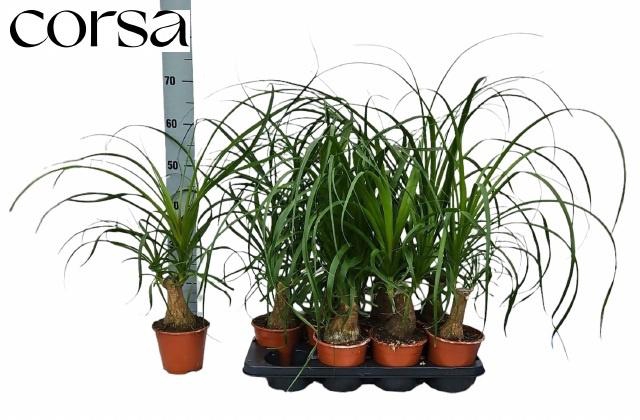 <h4>BEAUCARNEA RECUR</h4>