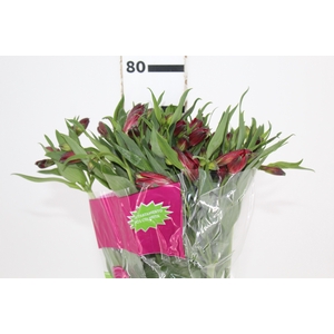 ALSTROEMERIA NATALYA 080 CM