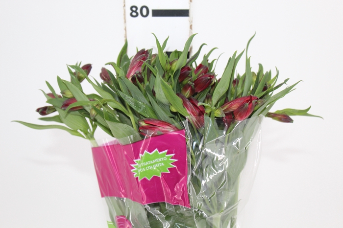 <h4>ALSTROEMERIA NATALYA 080 CM</h4>
