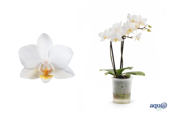 <h4>Phal Tiny Dolls Soft Cloud 2T12+ Aqu@</h4>