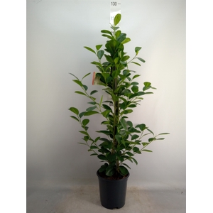 Ficus microcarpa 'Moclame'