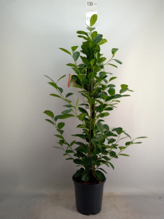 <h4>Ficus microcarpa 'Moclame'</h4>