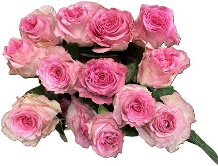 <h4>R GR EQ MANDALA</h4>