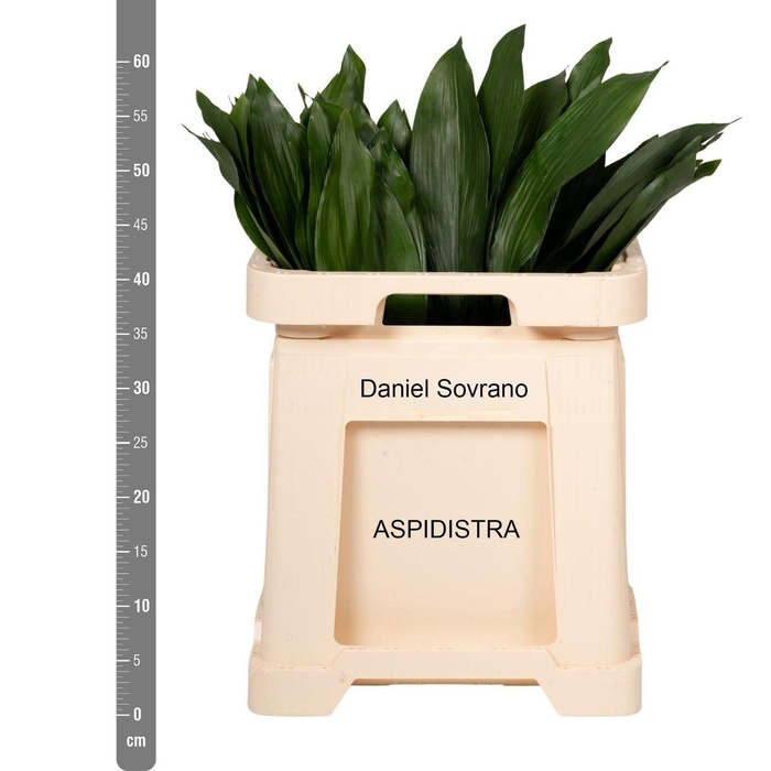 <h4>ASPID ELATIOR</h4>