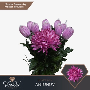 Chr G Antonov Bordeaux FC577