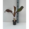 Ensete ventricosum 'Maurelii'