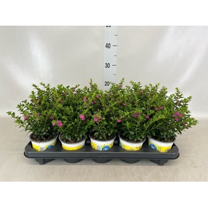 Cuphea hyssopifolia 'Floriglory'