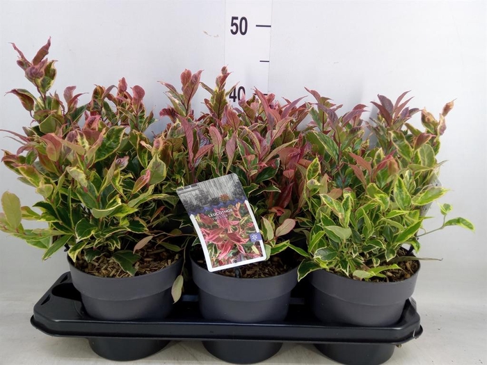 <h4>Leucothoe axillaris</h4>