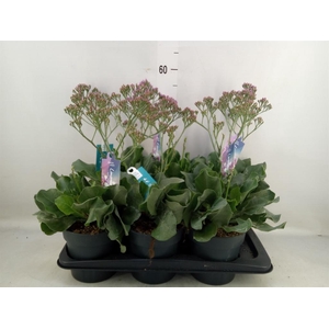 Limonium  'Salt Lake'