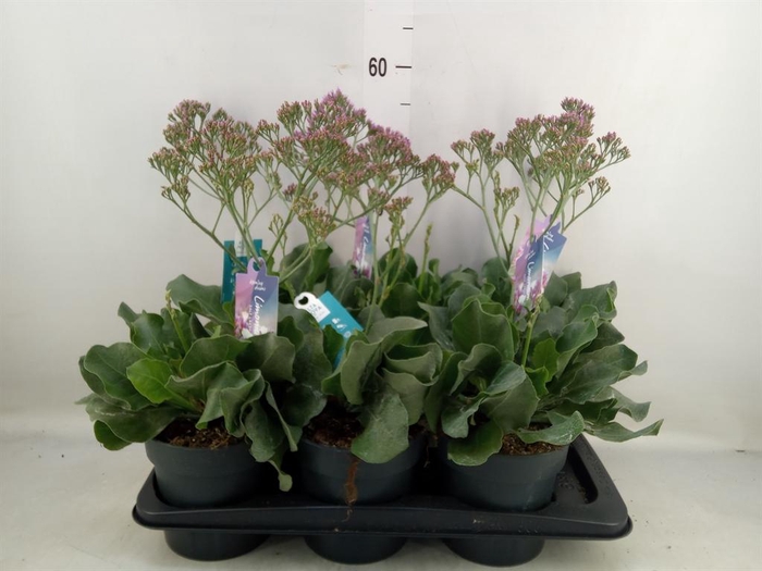 <h4>Limonium  'Salt Lake'</h4>