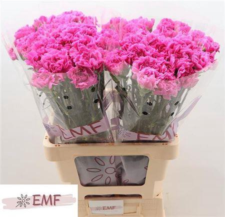 <h4>Di St Farida</h4>