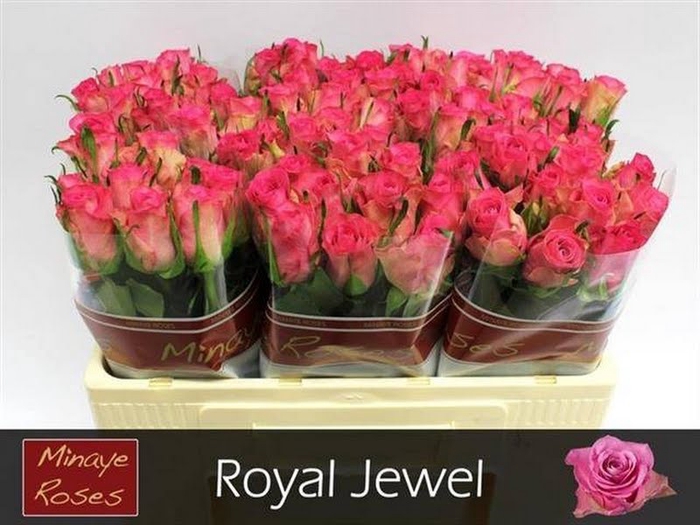 <h4>R Gr Royal Jewel Minaye</h4>