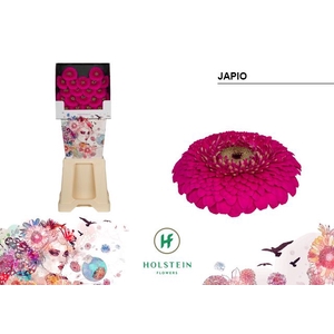 Germini Pomponi Japio Diamond
