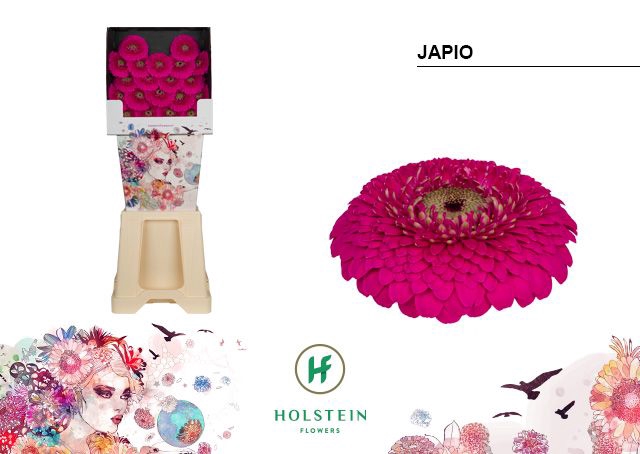 <h4>Germini Pomponi Japio Diamond</h4>