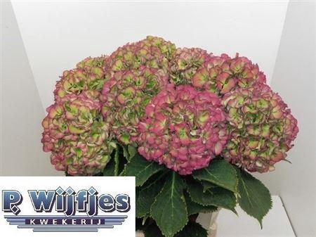 <h4>Hydr M Elbtal Cl</h4>